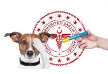 Kuduz Saha Rehberi 2019 – Neler değişti?