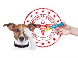 Kuduz Saha Rehberi 2019 – Neler değişti?