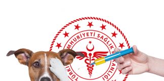 Kuduz Saha Rehberi 2019 – Neler değişti?