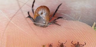 Kene Isırmaları Acil Yaklaşım