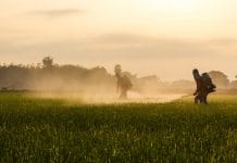 Organofosfat ve Karbamat Zehirlenmeleri