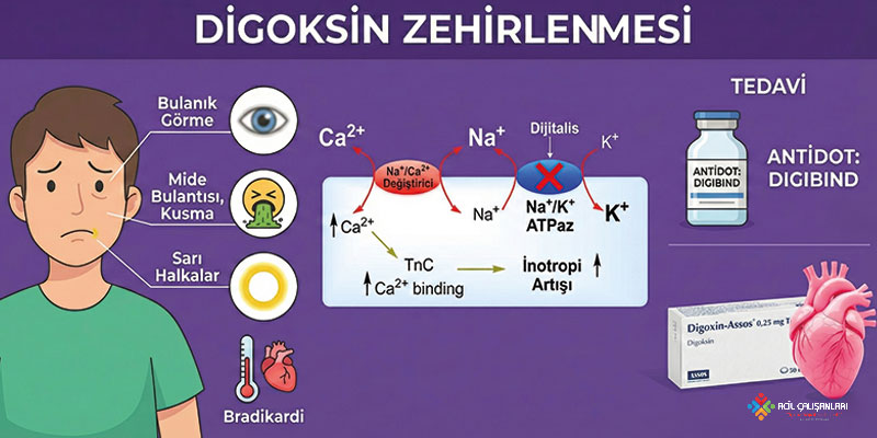 Digoksin Toksisitesi Banner