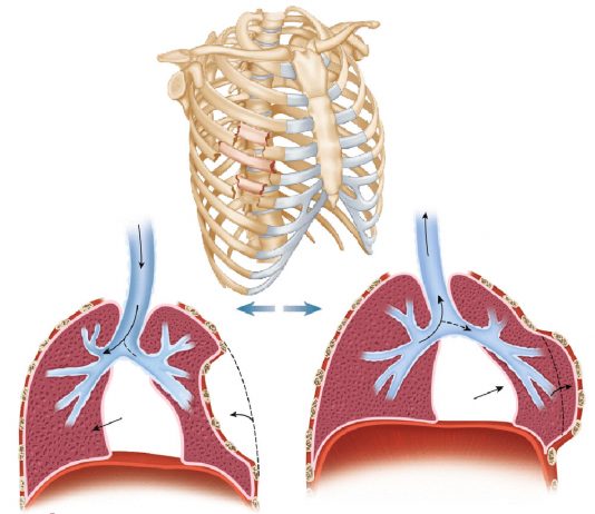 Yelken Göğüs ( Flail Chest)