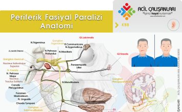 Fasiyal Sinir (VII. Kranial Sinir)