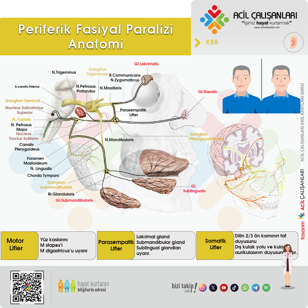 Periferik Fasiyal Paralizi Anatomi
