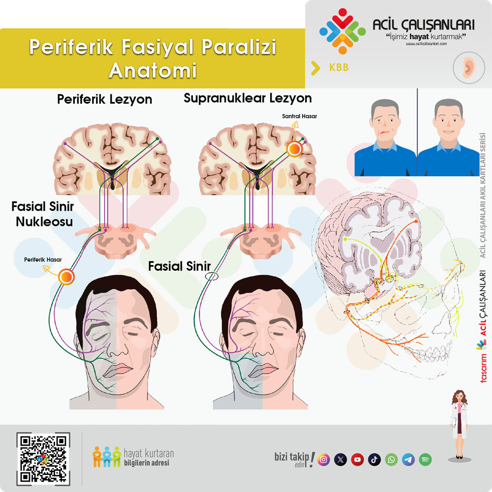 Fasiyal Sinir Santral Kökeni