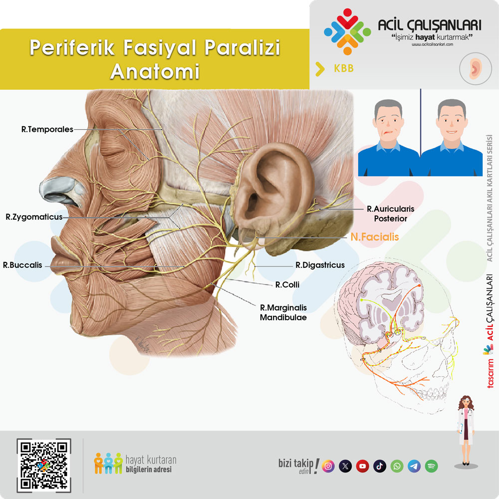 Fasiyal Sinir Dalları