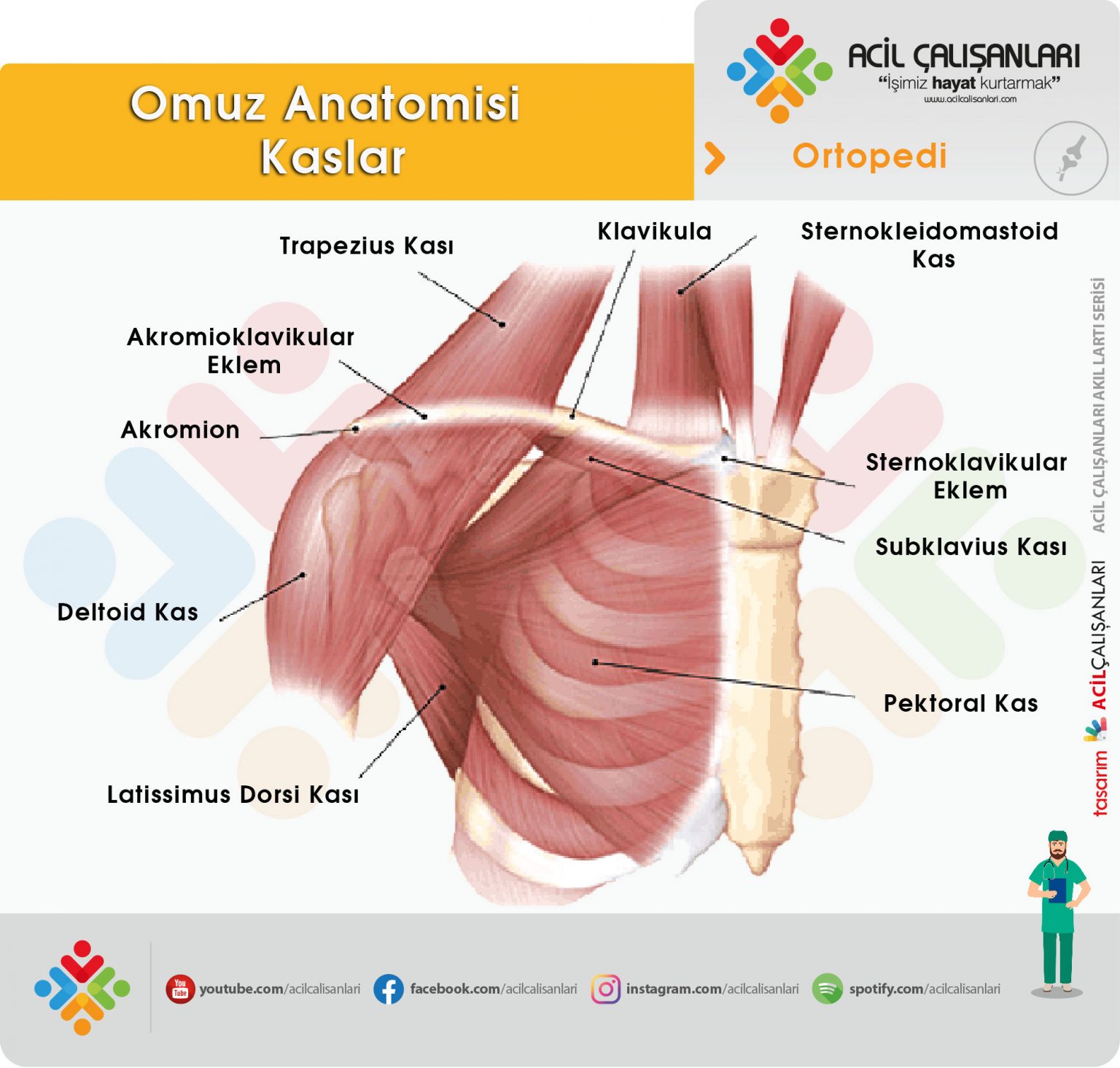 ключично акромиальный и грудино ключичный суставы