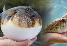 Balon Balığı Zehirlenmesi