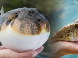 Balon Balığı Zehirlenmesi