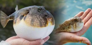 Balon Balığı Zehirlenmesi