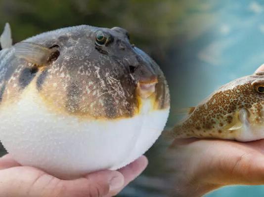 Balon Balığı Zehirlenmesi