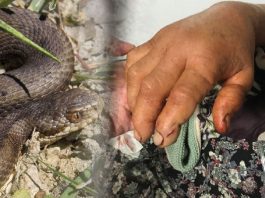 73 Yaş Yılan Isırma Olgusu