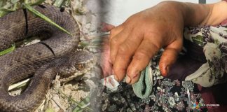 73 Yaş Yılan Isırma Olgusu