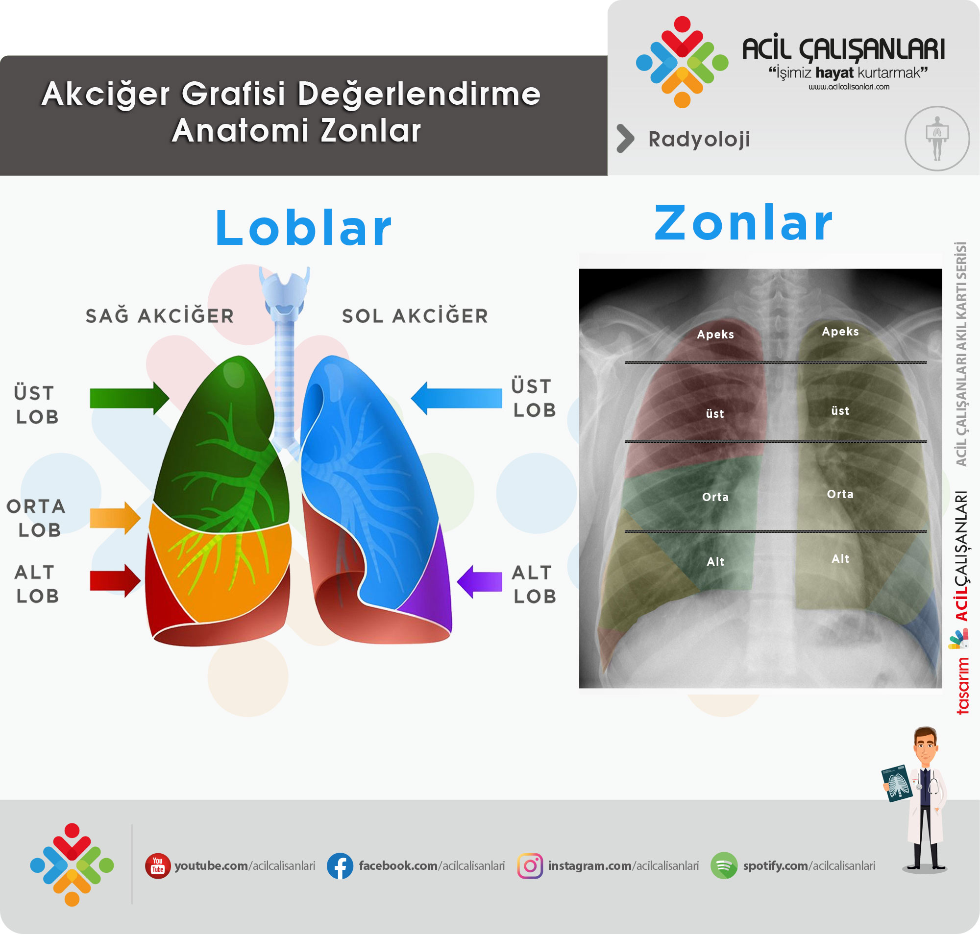 Akciğer Lobları