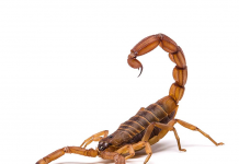 Akrep Sokması Acil Yaklaşım