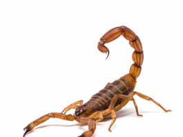 Akrep Sokması Acil Yaklaşım