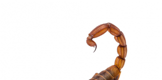 Akrep Sokması Acil Yaklaşım