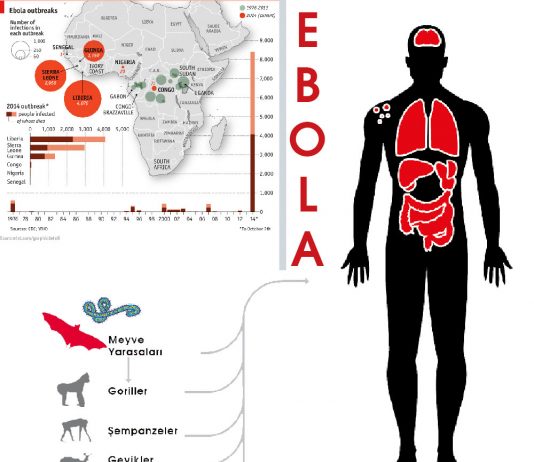 Ebola Virüs Hastalığı