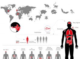 Viral Kanamalı Ateş Yaklaşımı