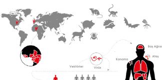 Viral Kanamalı Ateş Yaklaşımı