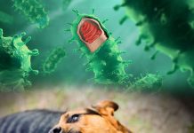 Kuduz Hastalığına Acil Servis Yaklaşımı