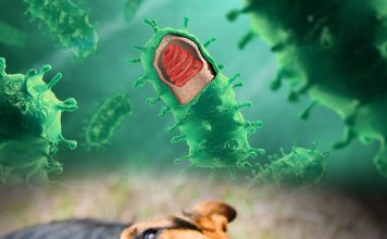 Kuduz Hastalığına Acil Servis Yaklaşımı