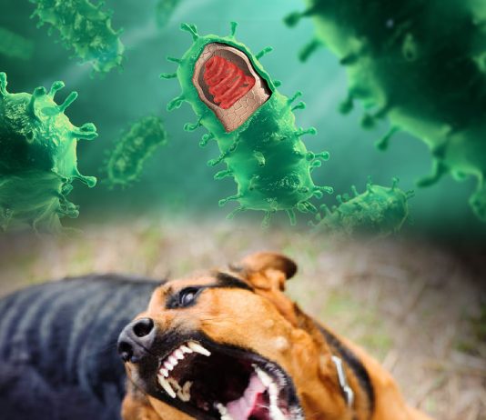 Kuduz Hastalığına Acil Servis Yaklaşımı