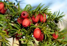 Porsuk Ağacı Toksisitesi (Taxus Baccata)