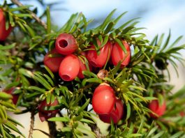 Porsuk Ağacı Toksisitesi (Taxus Baccata)