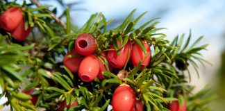 Porsuk Ağacı Toksisitesi (Taxus Baccata)