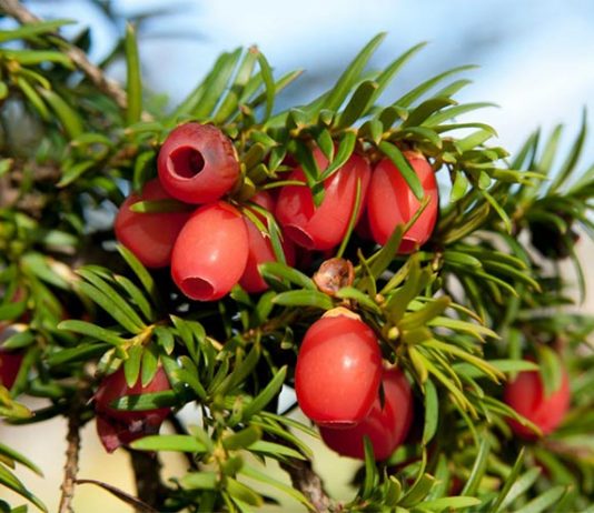 Porsuk Ağacı Toksisitesi (Taxus Baccata)