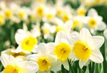 Nergis Çiceği Toksisitesi (Likorin)