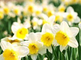 Nergis Çiceği Toksisitesi (Likorin)