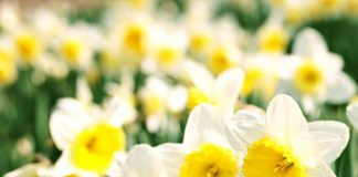 Nergis Çiceği Toksisitesi (Likorin)