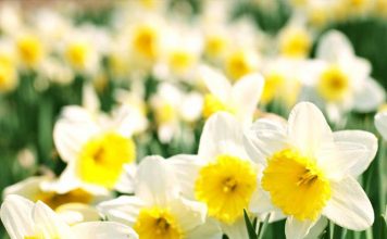 Nergis Çiceği Toksisitesi (Likorin)