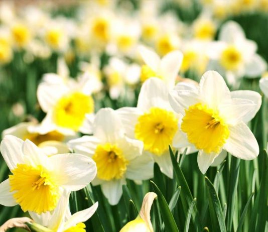 Nergis Çiceği Toksisitesi (Likorin)