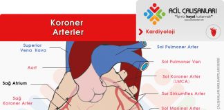 Koroner Arterler