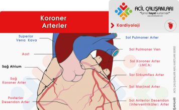 Koroner Arterler