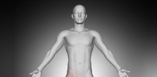 Alt Ekstermite Kasları ve Sinirleri