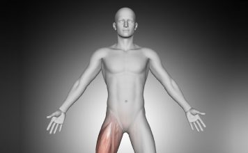 Alt Ekstermite Kasları ve Sinirleri