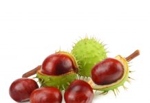 At Kestanesi Zehirlenmesi