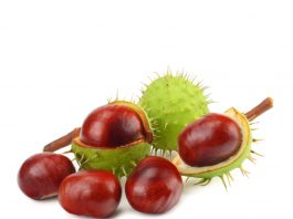 At Kestanesi Zehirlenmesi