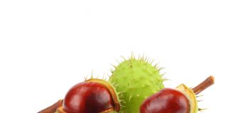 At Kestanesi Zehirlenmesi