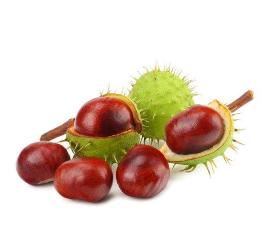 At Kestanesi Zehirlenmesi