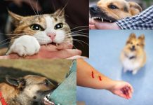 Hayvan Isırıkları