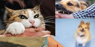 Hayvan Isırıkları