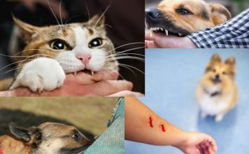 Hayvan Isırıkları