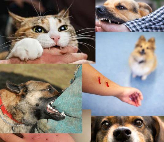 Hayvan Isırıkları