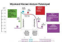 Antiaritmik İlaçlar